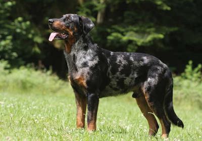 beauceron__berger_de_beauce_