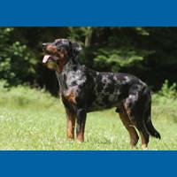 beauceron__berger_de_beauce_