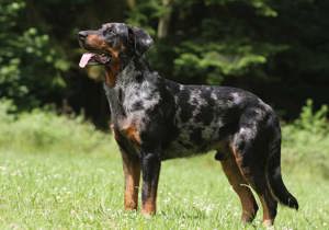 beauceron__berger_de_beauce_