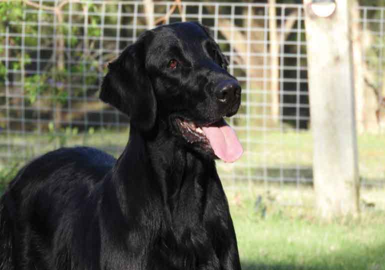 Breeder Gallery Large Image