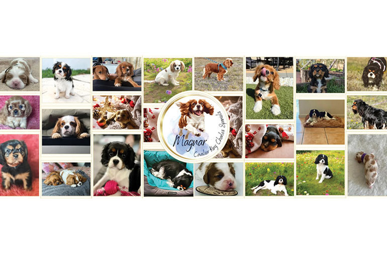 Breeder - Mrs Jayne Gough