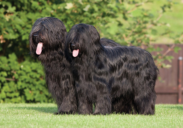 briard