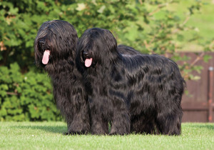 briard