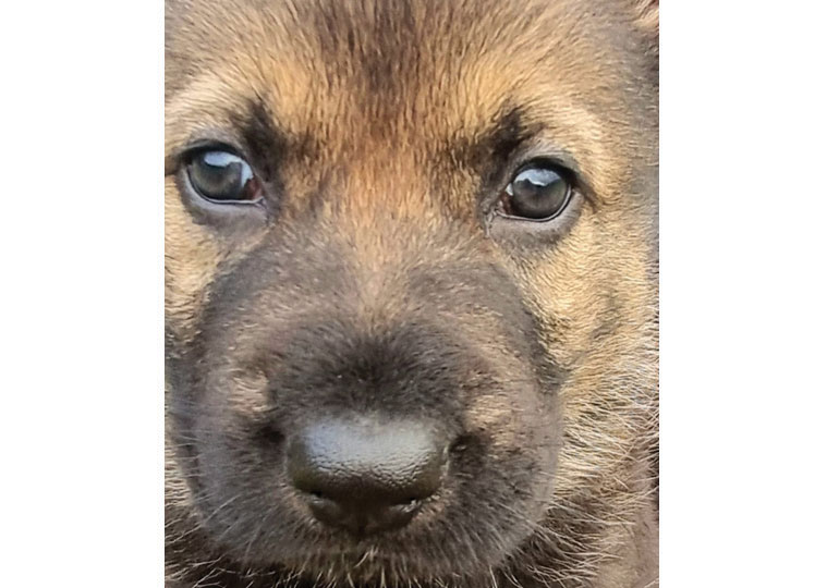 Breeder Gallery Large Image