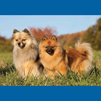 german_spitz____klein___mittel_