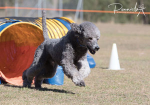 Breeder - Ms Susie Gale