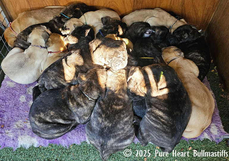 Breeder Gallery Large Image