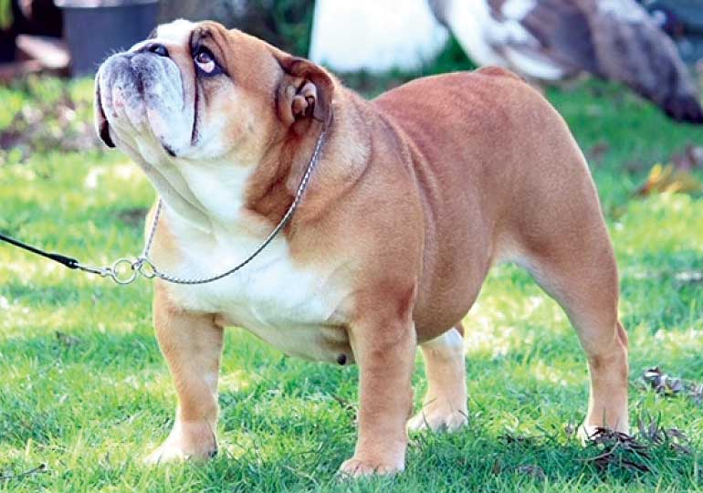 Breeder Gallery Large Image