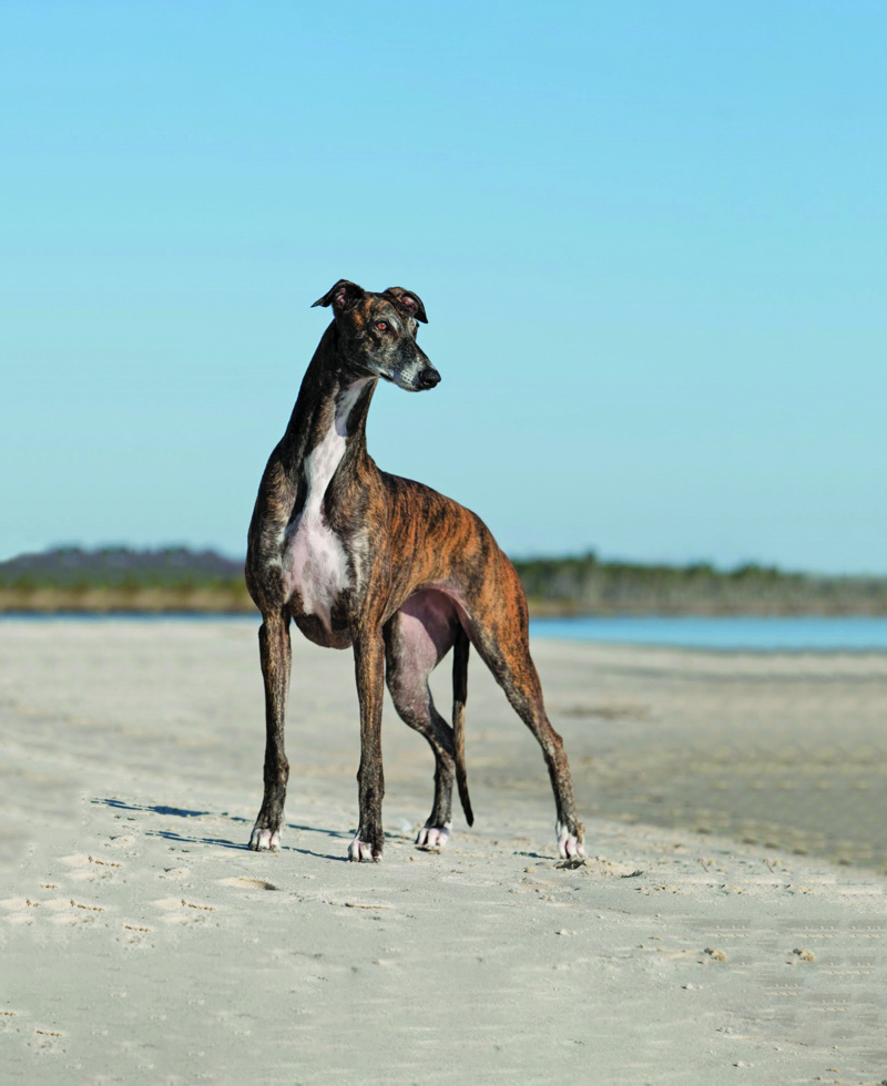 Greyhound no lead. edited