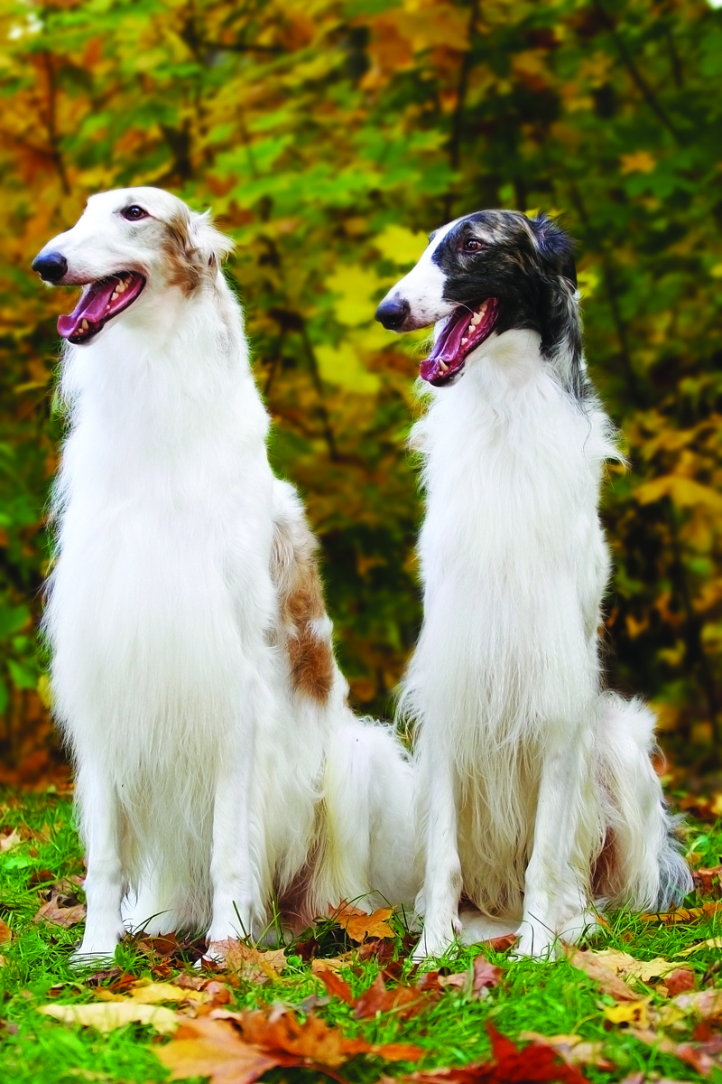 shutterstock_195614645 By Best dog photo