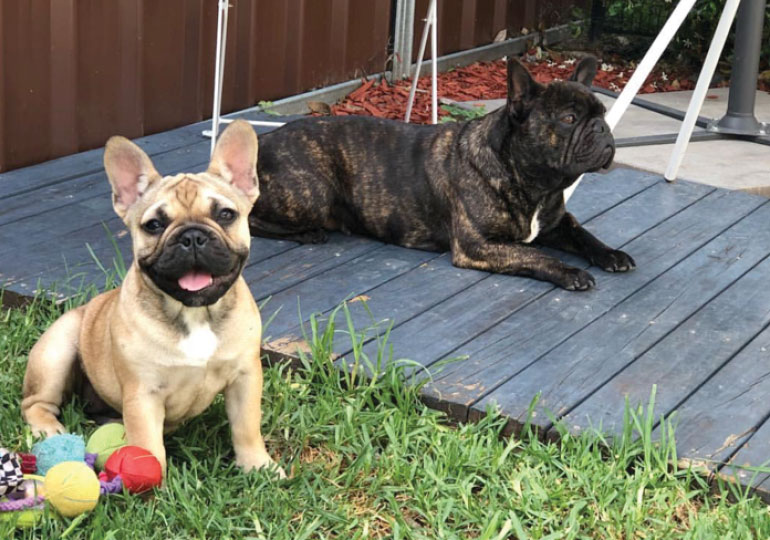 Breeder - Miss Kryshell Buddee