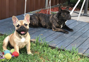 Breeder - Miss Kryshell Buddee