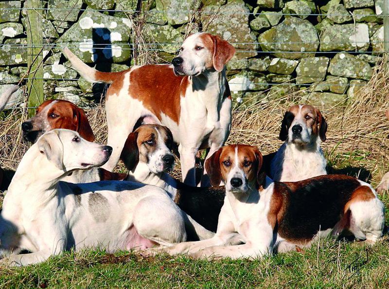 Foxhound 9Y295D-066 Michael Trafford