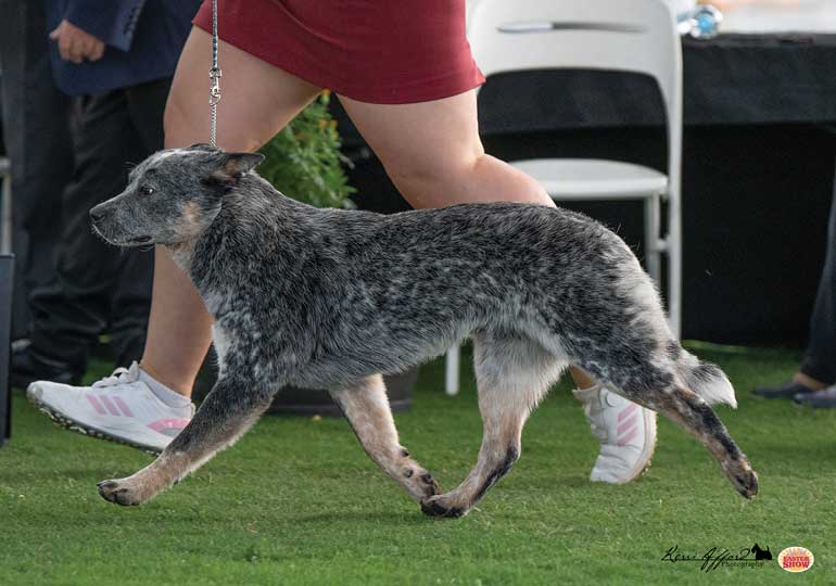 Breeder Gallery Large Image