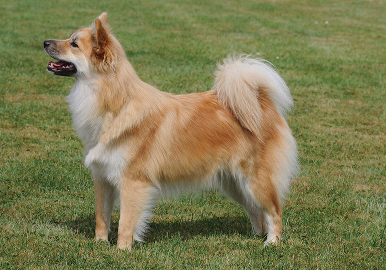 icelandic_sheepdog