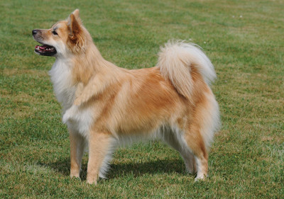 icelandic_sheepdog