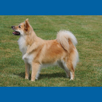 icelandic_sheepdog