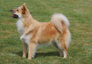 icelandic_sheepdog