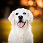 4. Submitted by Brightshaw Kennels. Photo by Jodie Grieve Photography. Samantha head shot