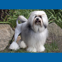 lowchen__little_lion_dog_
