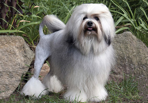 lowchen__little_lion_dog_