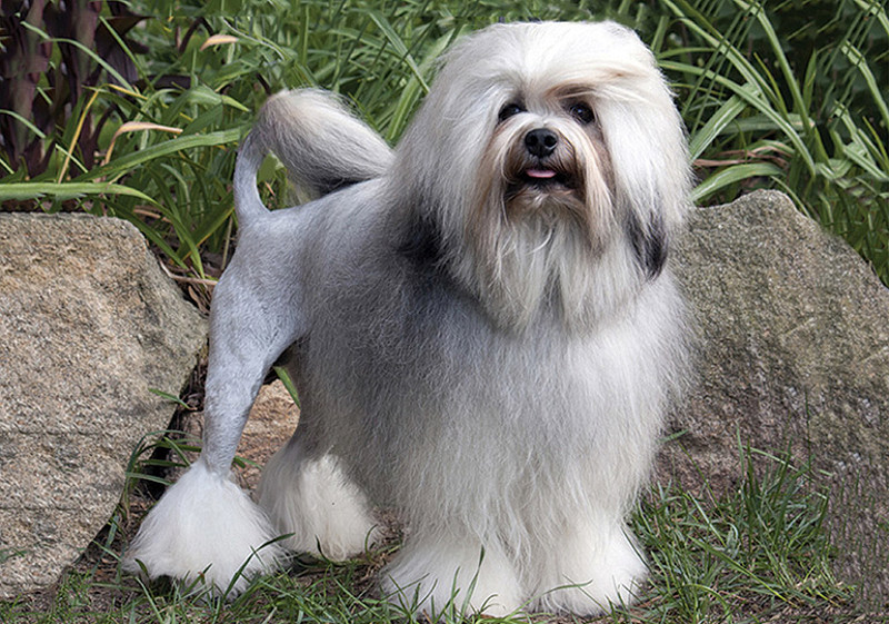 Breed Standard - Lowchen (Little Lion Dog)