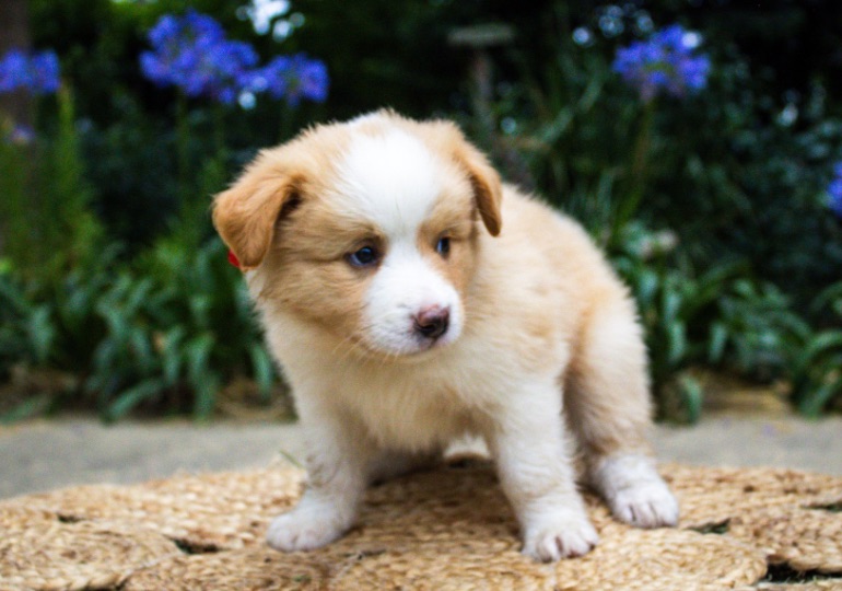 Breeder Gallery Large Image