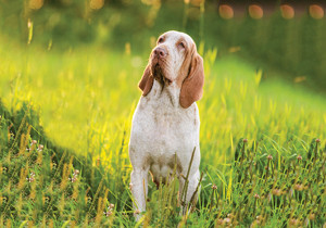 bracco_italiano