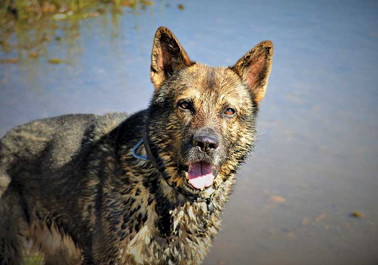 Breeder Gallery Large Image