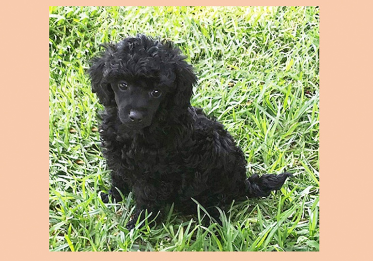 Breeder Gallery Large Image