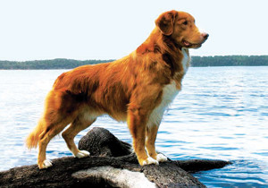nova_scotia_duck_tolling_retriever