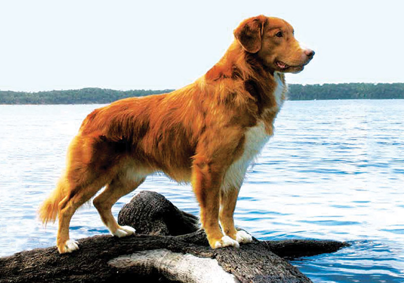 Breed Standard - Nova Scotia Duck Tolling Retriever