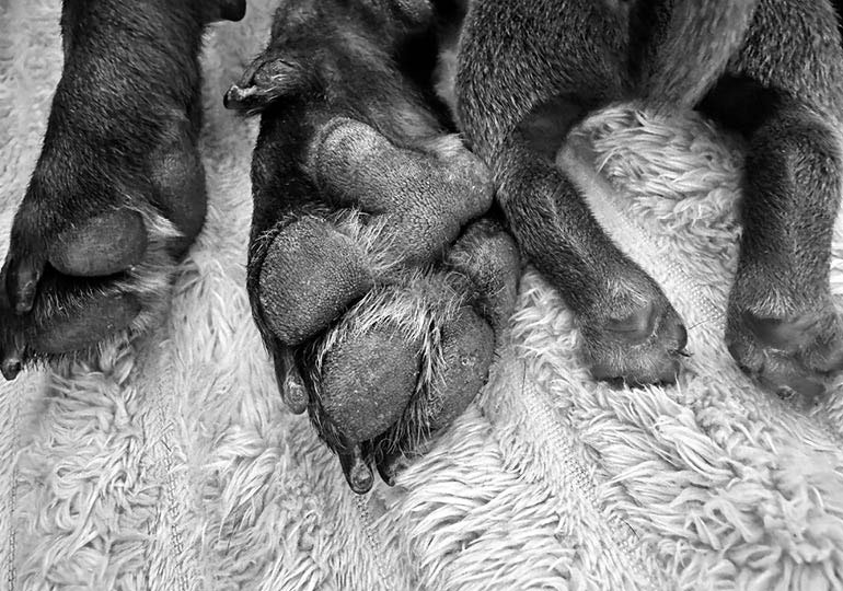 Breeder Gallery Large Image