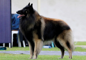 belgian_shepherd_dog__tervueren_