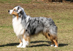 australian_shepherd