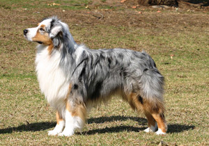 australian_shepherd