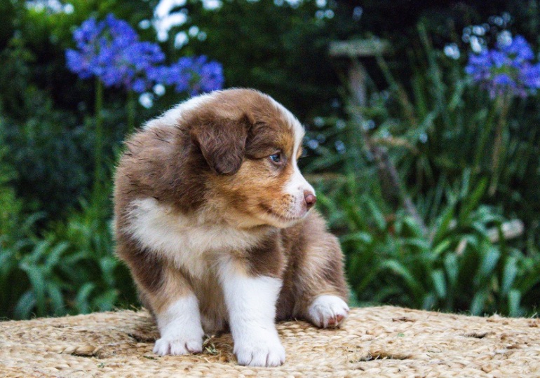 Breeder Gallery Large Image
