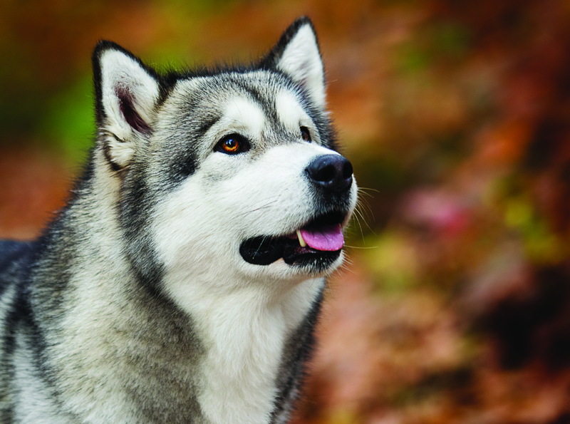 shutterstock_1215692602