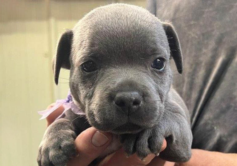 Breeder Gallery Large Image