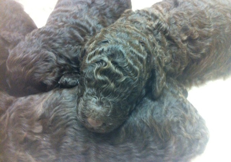 Breeder - Miss M Goodfellow and Miss T Hood