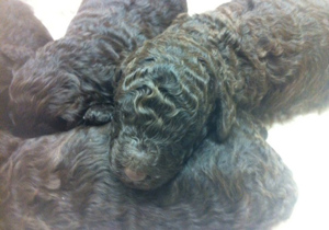 Breeder - Miss M Goodfellow and Miss T Hood