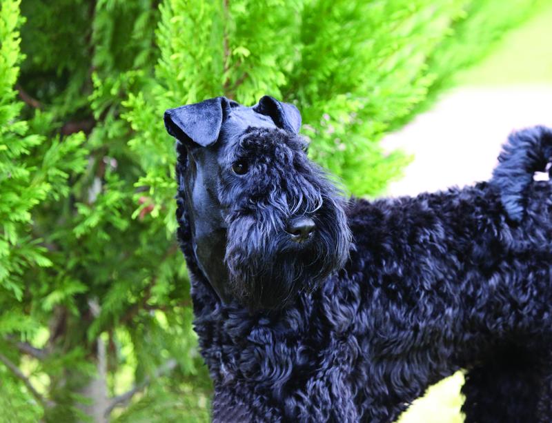 Michelle Cranna. Kerry Blue Terrier head