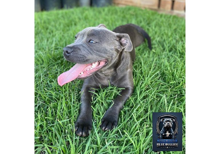 Breeder Gallery Large Image