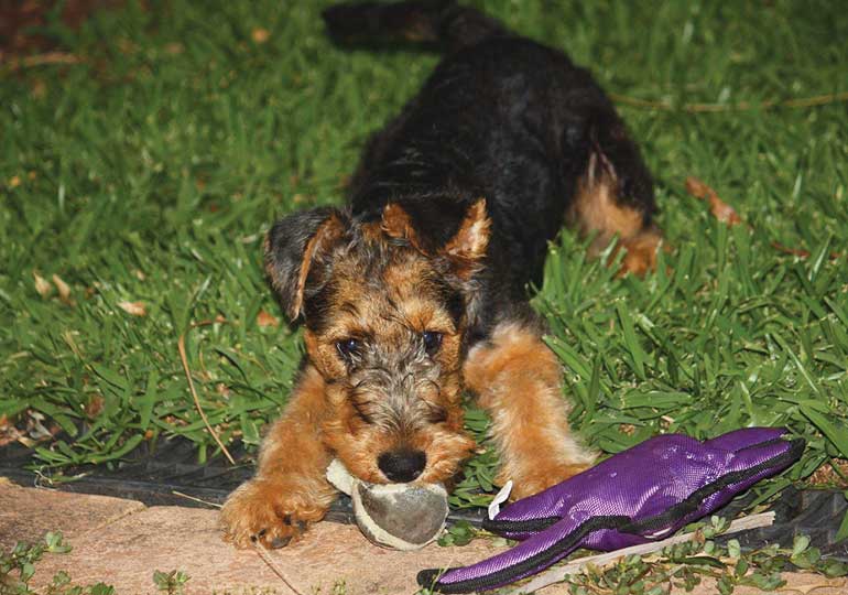 Breeder Gallery Large Image