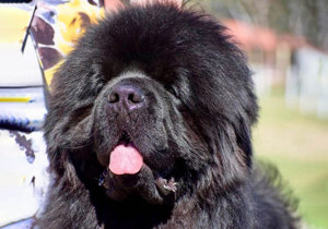 Breeder - Mrs Robyn Parkin