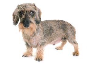 dachshund_rabbit_wire_haired___miniature_wire_haired