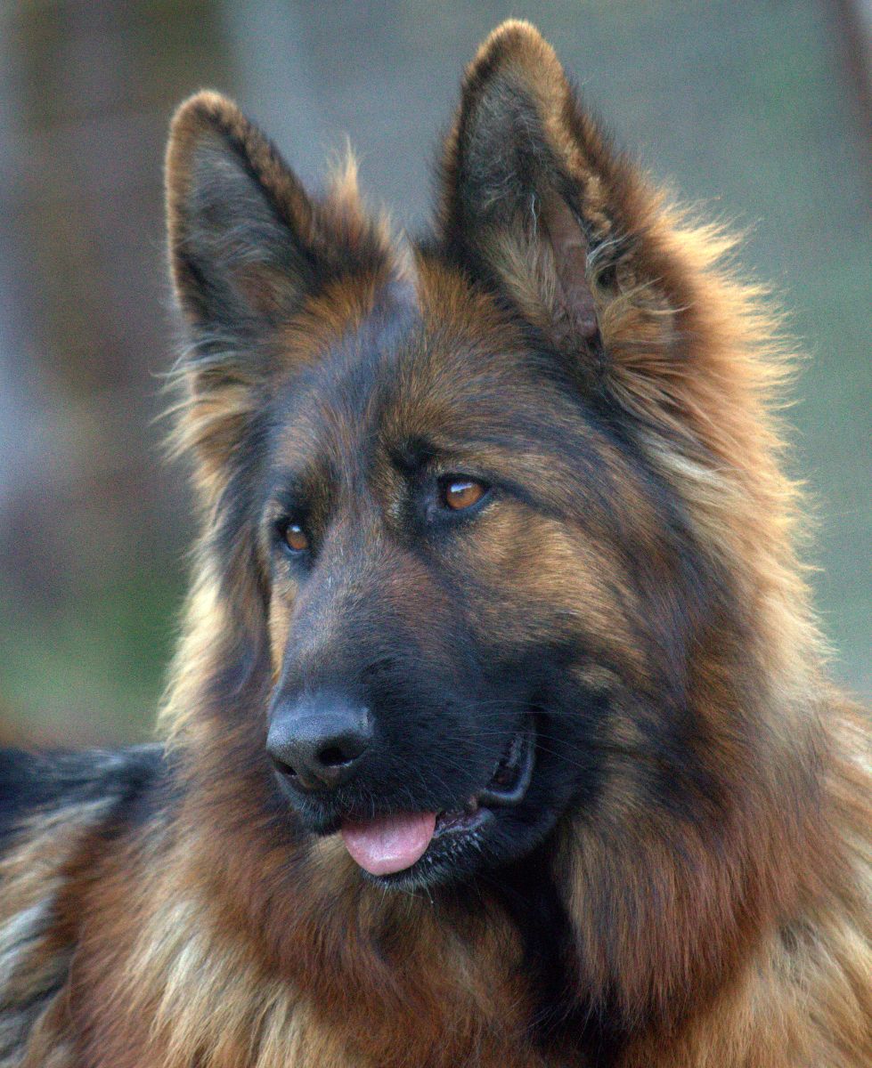 Breeder Gallery Large Image
