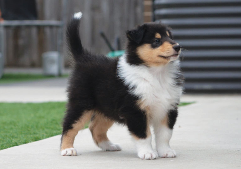 Breeder Gallery Large Image