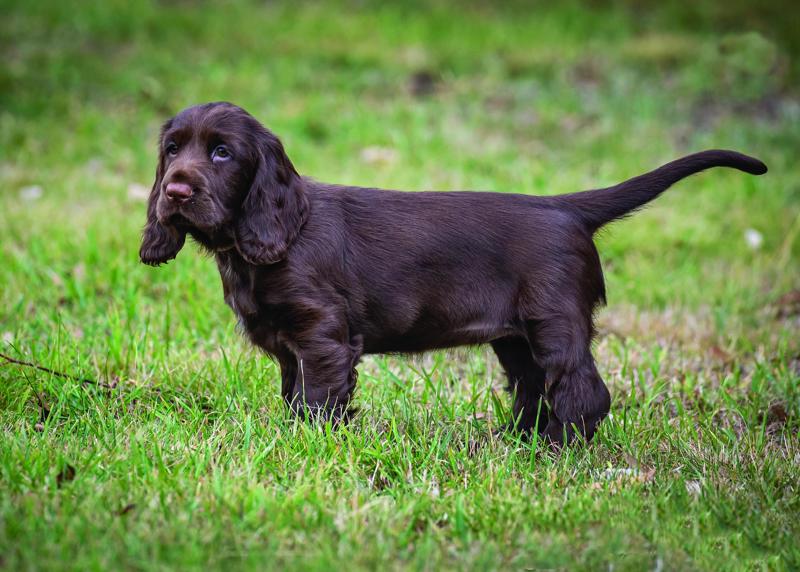 20. Longbourn Field Spaniels Photography