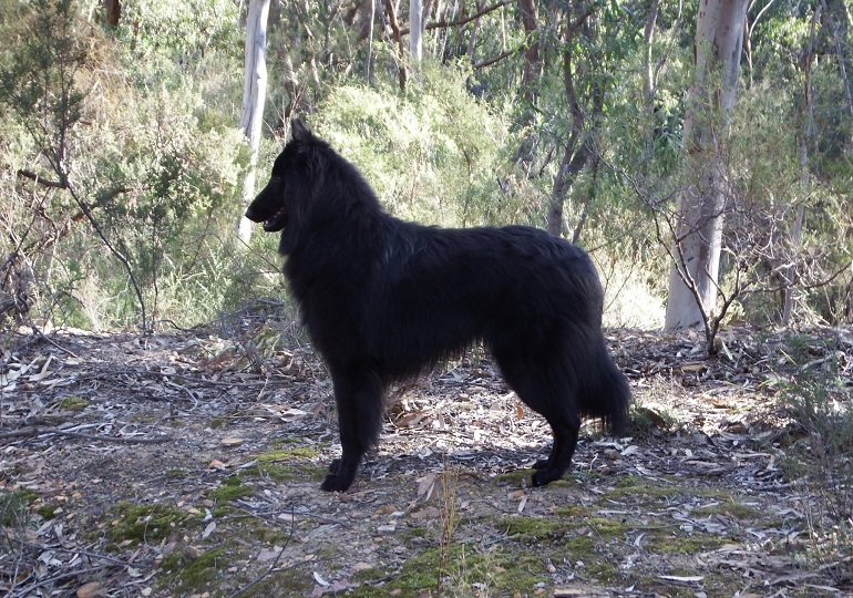 Breeder Gallery Large Image